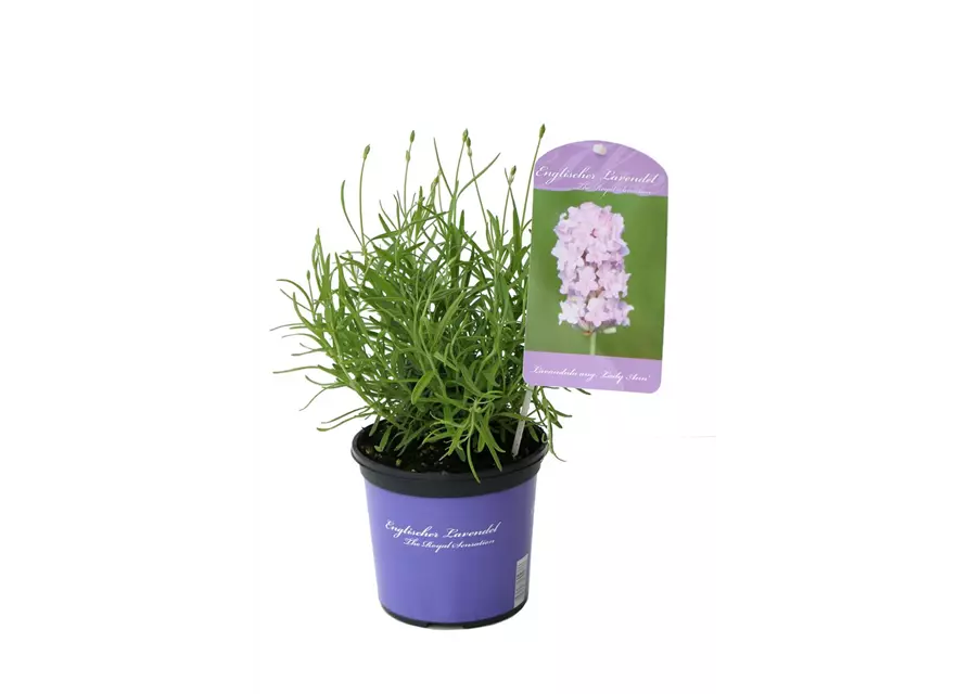 Lavandula ang. 'Lady Ann' (rosa), 12er Set