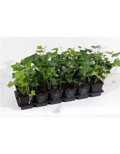 Hedera helix Hibernica, 12er Set