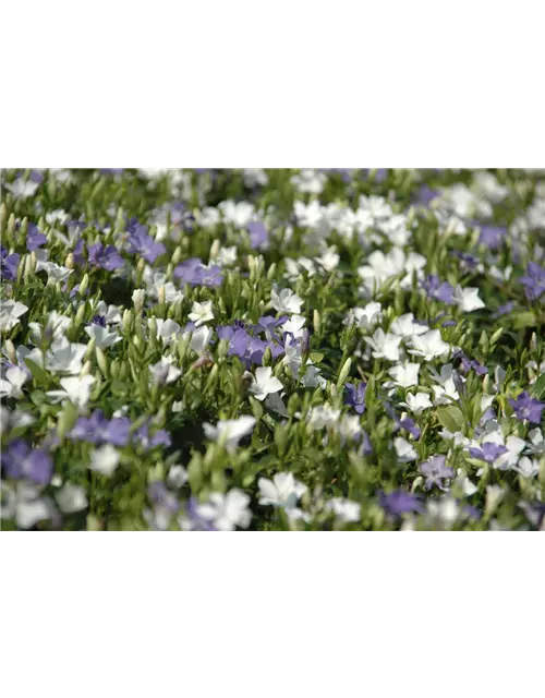 Vinca minor 'Bavaria'® (blau-weiß), 6er Set