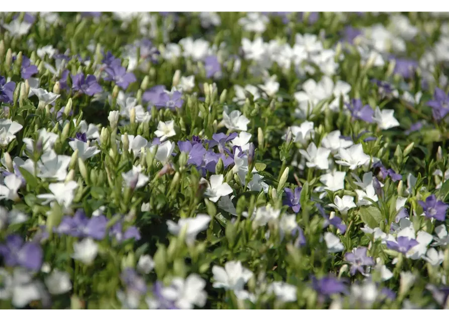 Vinca minor 'Bavaria'® (blau-weiß), 6er Set