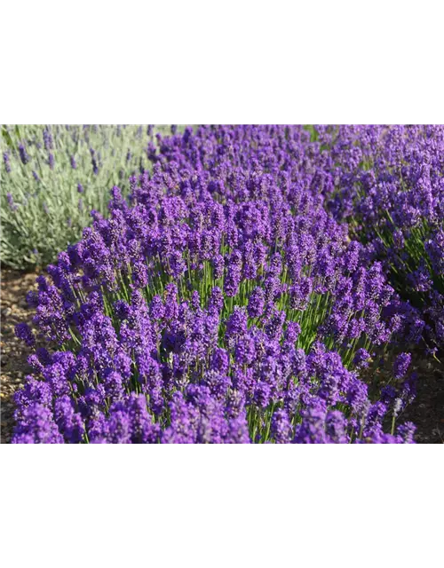 Lavandula ang. 'Laventite Petite'®(blau), 12er Set