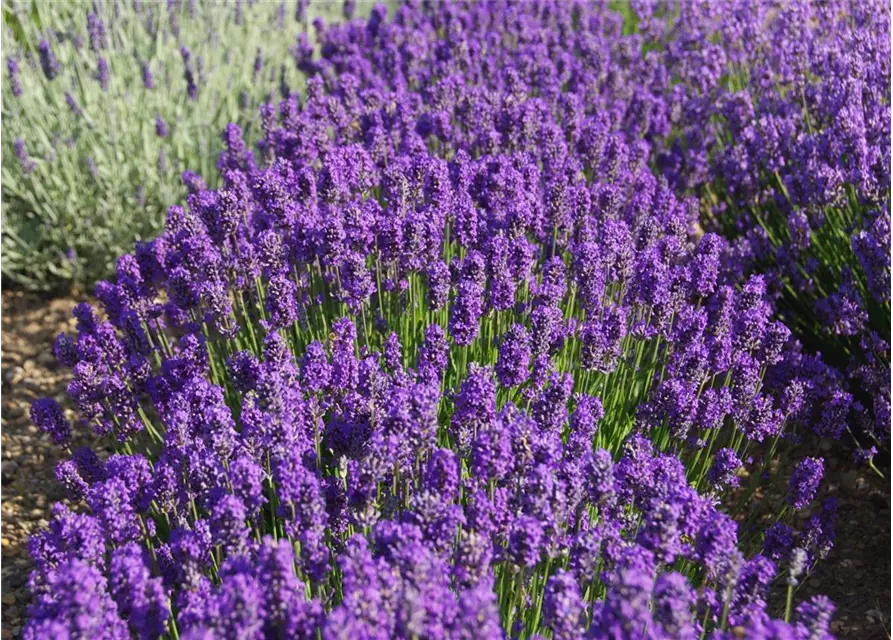 Lavandula ang. 'Laventite Petite'®(blau), 12er Set