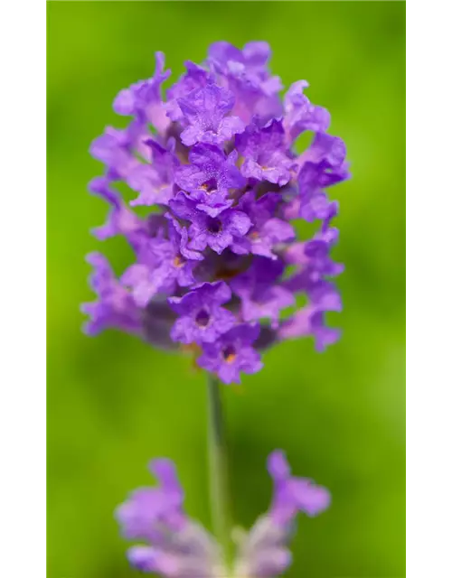 Lavandula ang. 'Laventite Petite'®(blau), 12er Set