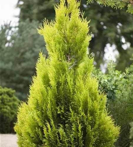 Thuja plicata '4ever' GOLDY®(s)