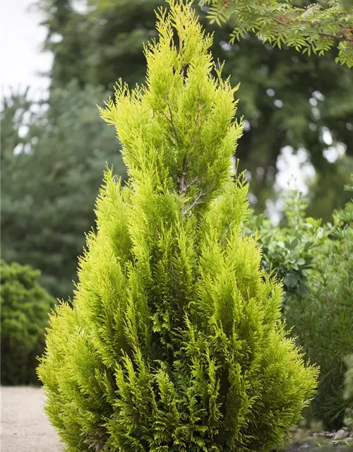 Thuja plicata '4ever' GOLDY®(s)