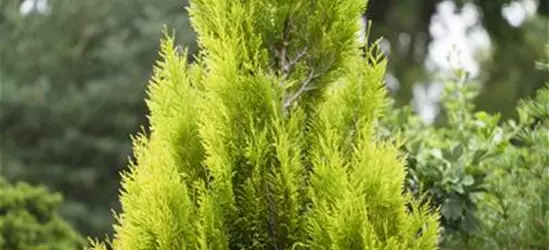 Thuja plicata '4ever' GOLDY®(s)