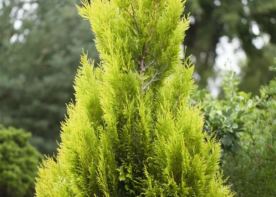 Thuja plicata '4ever' GOLDY®(s)