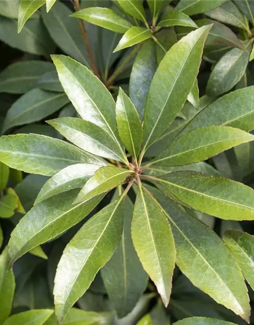 Pieris japonica 'Cupido'