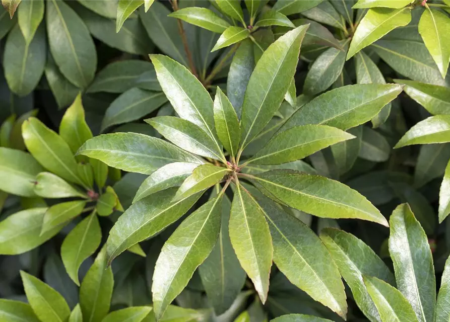 Pieris japonica 'Cupido'