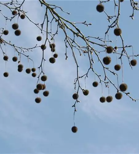 Platanus x hispanica