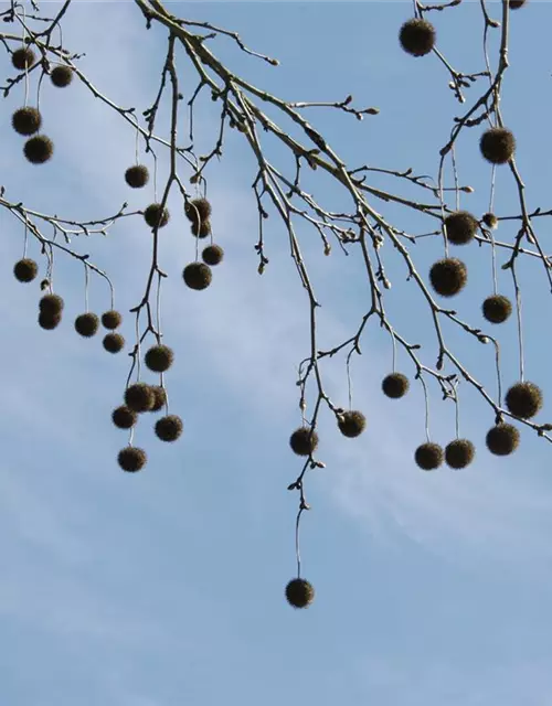 Platanus x hispanica