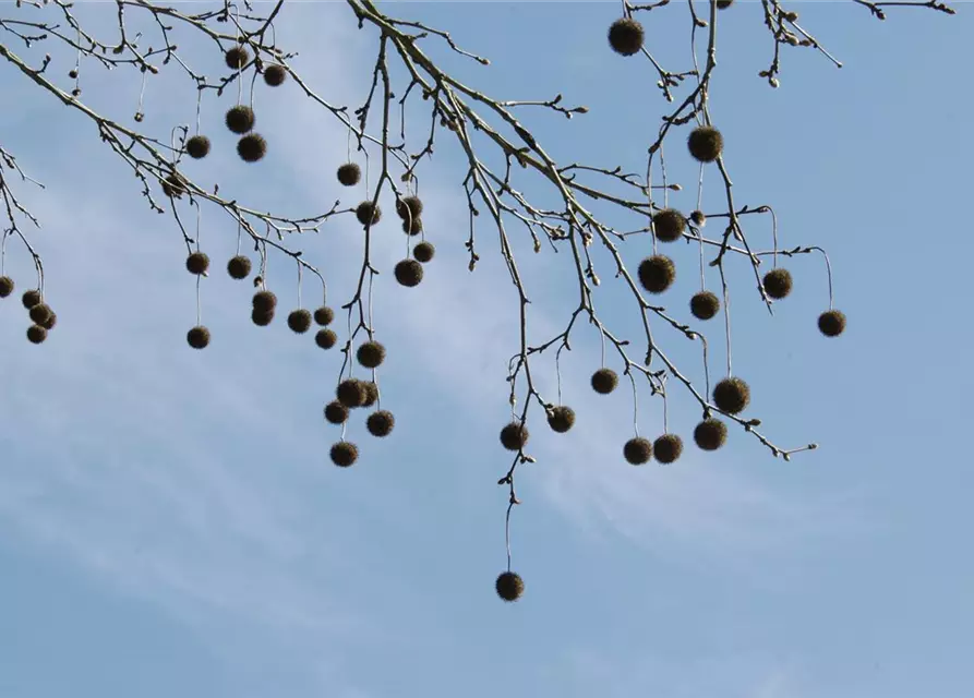 Platanus x hispanica