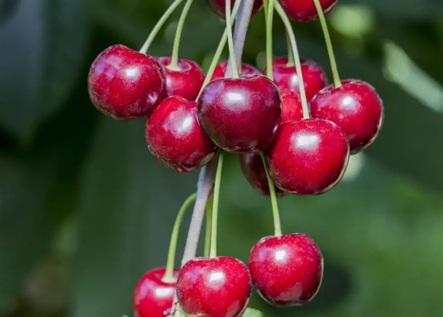 Prunus cerasus