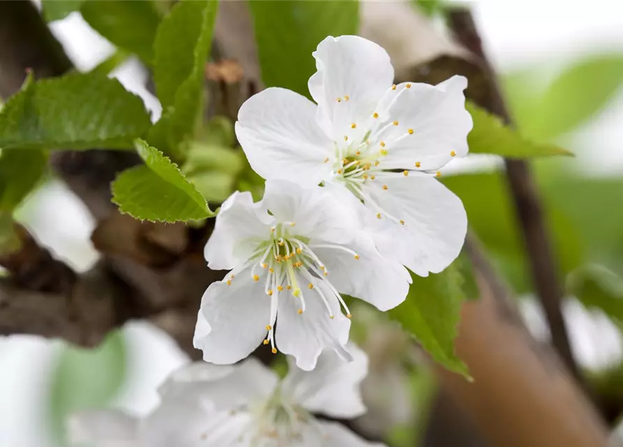 Prunus avium