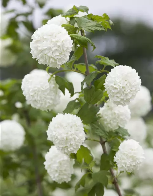 Viburnum opulus 'Roseum'