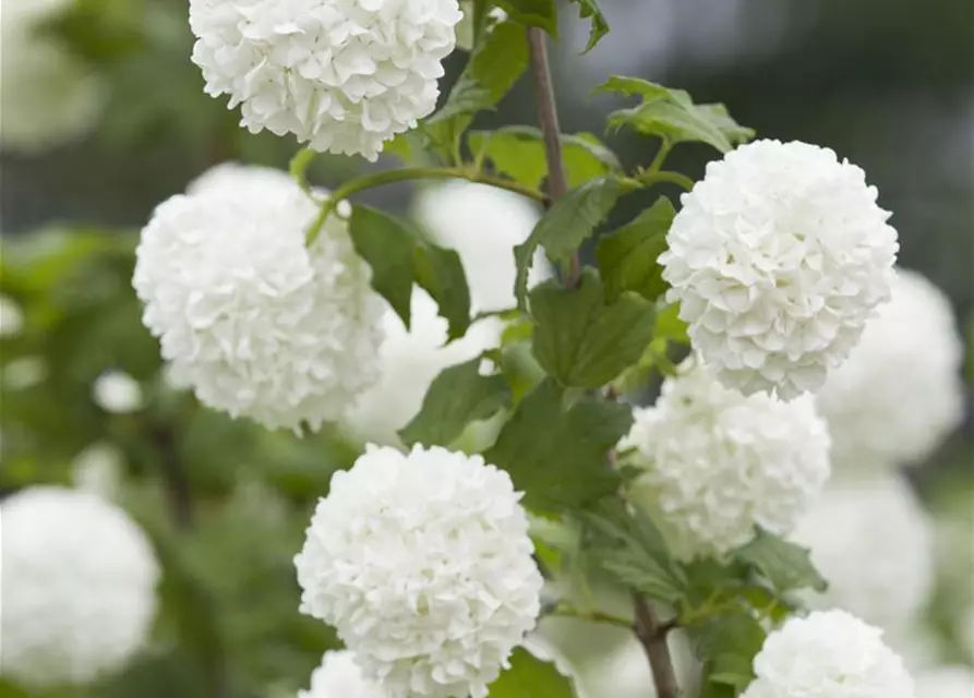 Viburnum opulus 'Roseum'