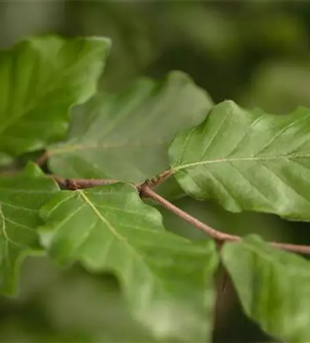 Fagus sylvatica