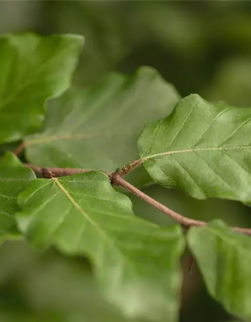 Fagus sylvatica