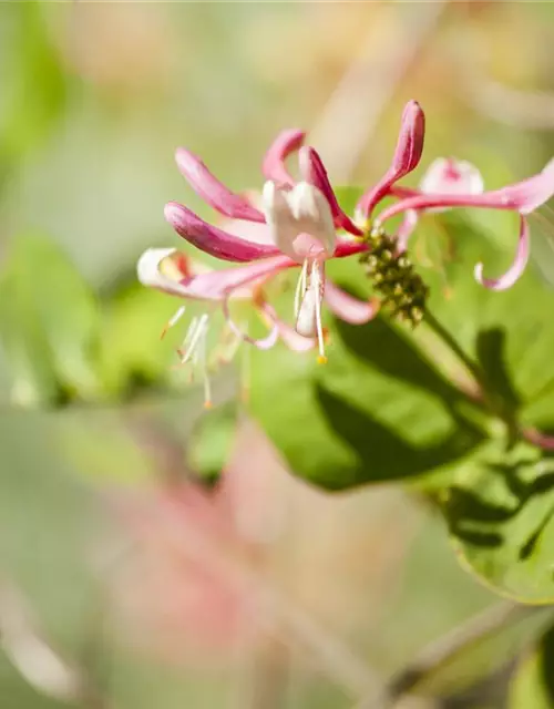 Lonicera heckrottii