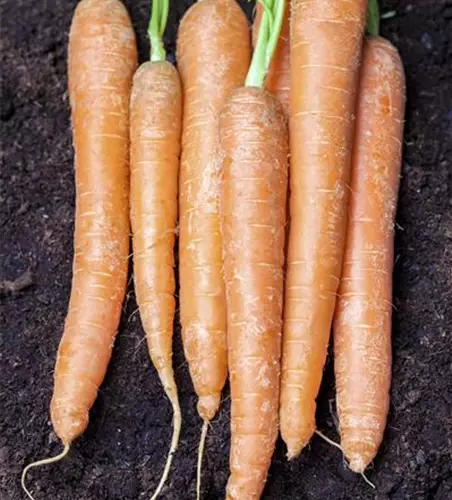 Daucus carota var. sativus