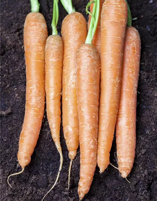 Daucus carota var. sativus