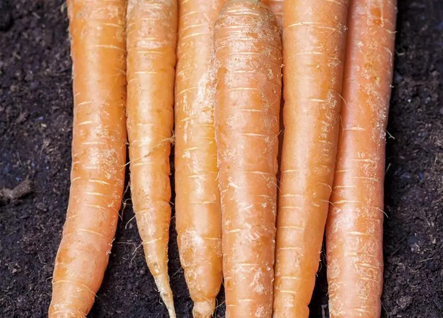 Daucus carota var. sativus