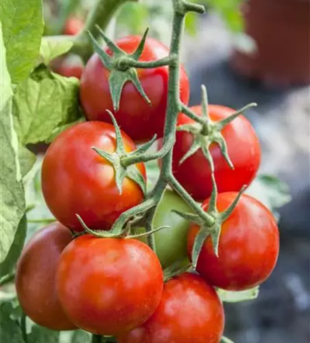 Solanum lycopersicum