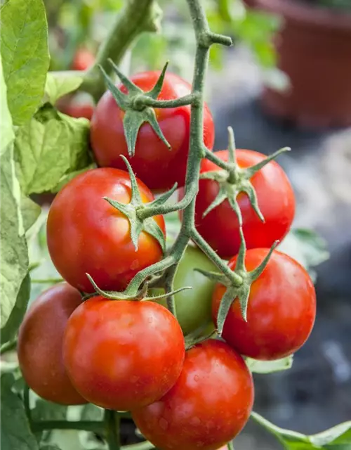 Solanum lycopersicum