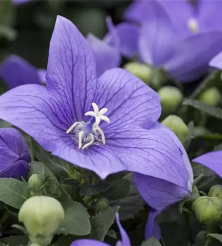 Platycodon grandiflorus