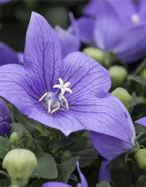 Platycodon grandiflorus