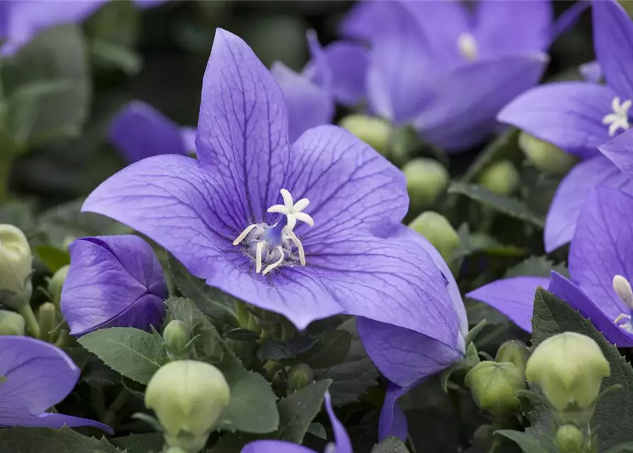 Platycodon grandiflorus