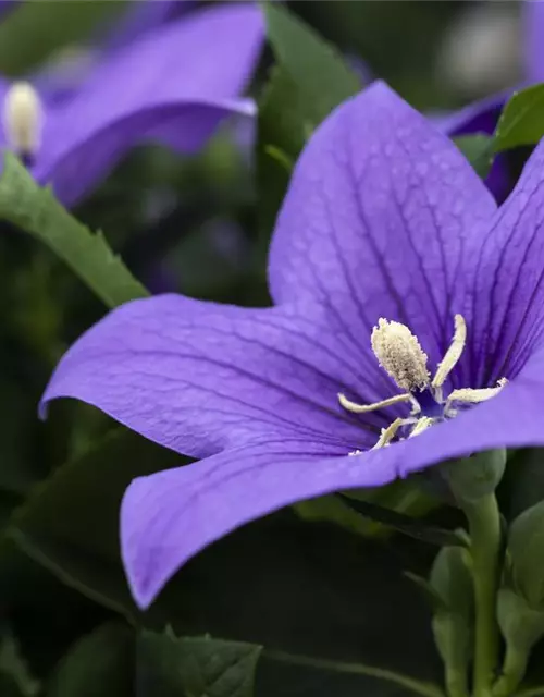 Platycodon grandiflorus