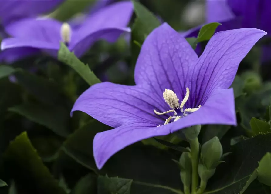 Platycodon grandiflorus