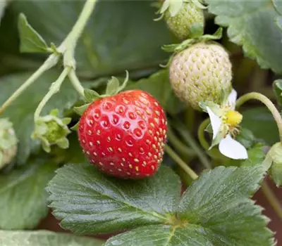 Fragaria x ananassa