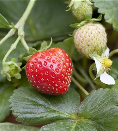 Fragaria x ananassa 'Mieze Schindler'