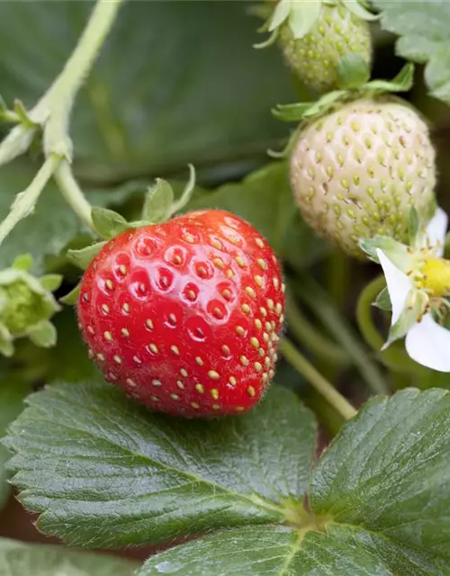 Fragaria x ananassa