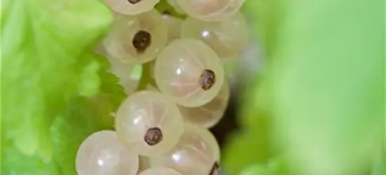 Ribes rubrum, weiß