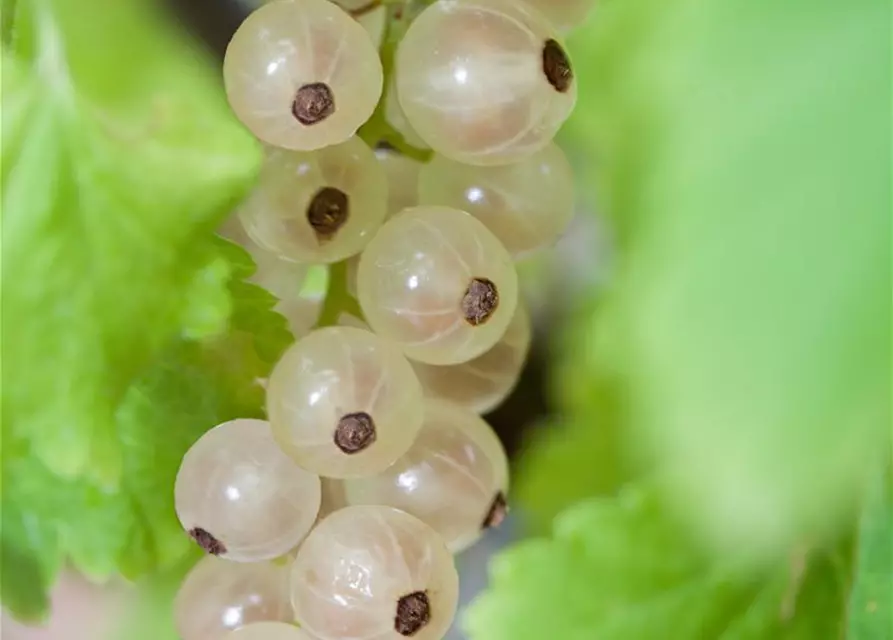 Ribes rubrum, weiß