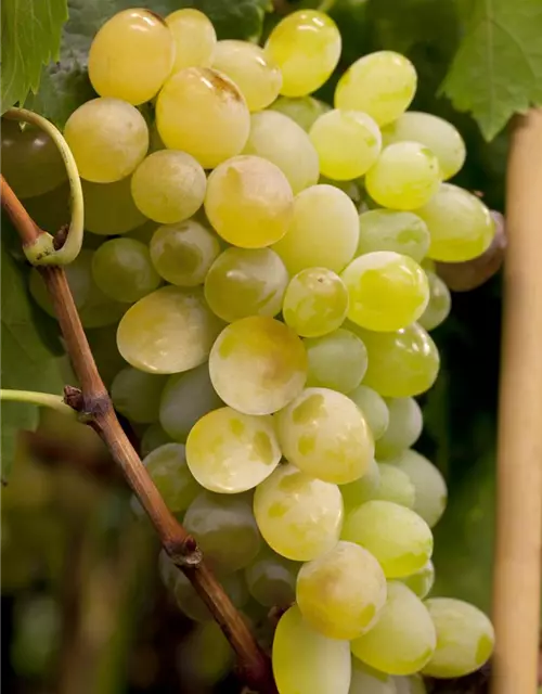 Vitis vinifera