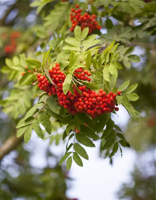 Sorbus aucuparia 'Edulis'