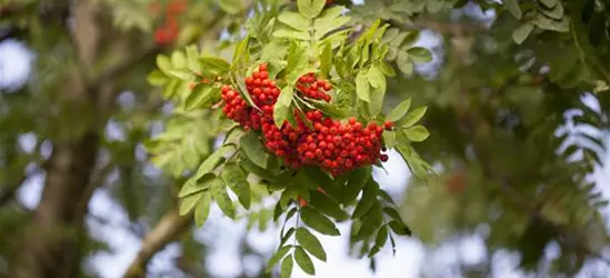 Sorbus aucuparia 'Edulis'