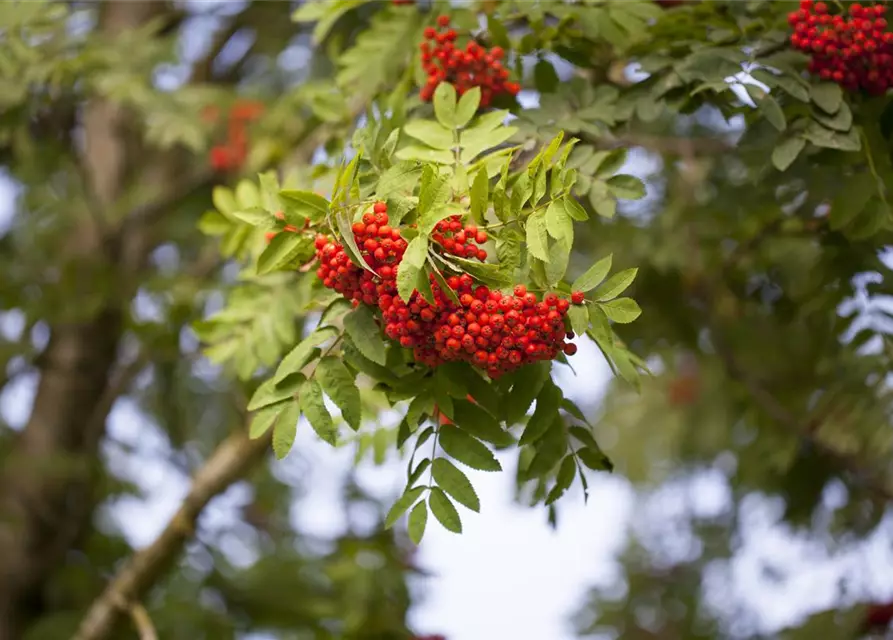 Sorbus aucuparia 'Edulis'