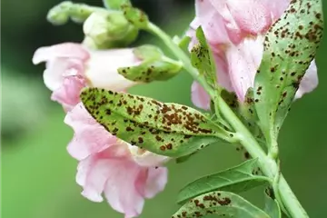 Rost an Stauden und Sommerblumen