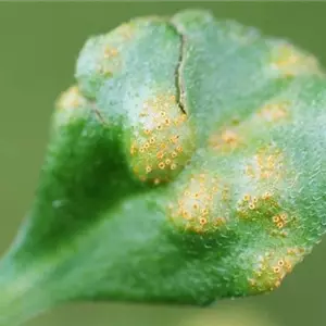 Rost an Stauden und Sommerblumen