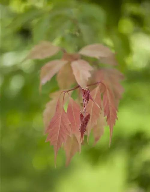 Acer