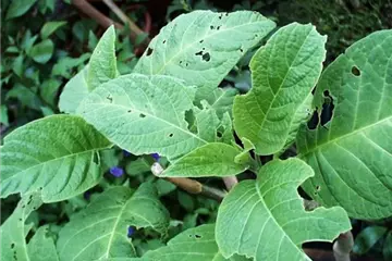 Schnecken an Stauden und Sommerblumen