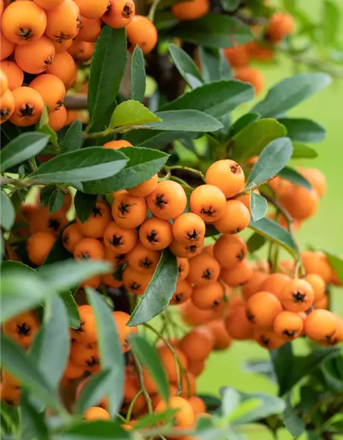 Pyracantha coccinea