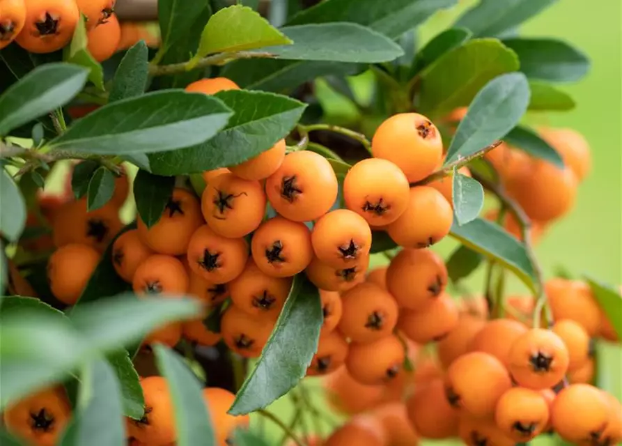 Pyracantha coccinea