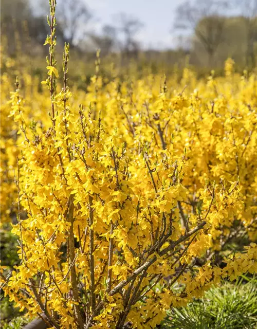 Forsythia x intermedia