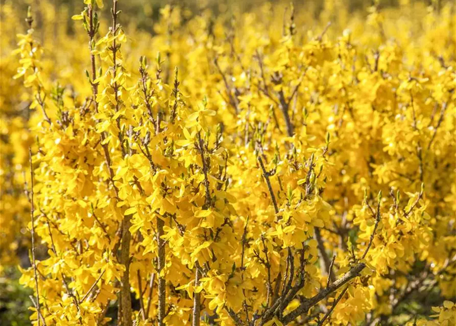 Forsythia x intermedia